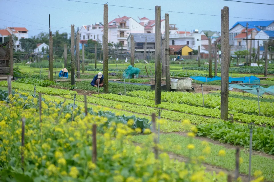 Vườn rau của Phạm Văn Phải